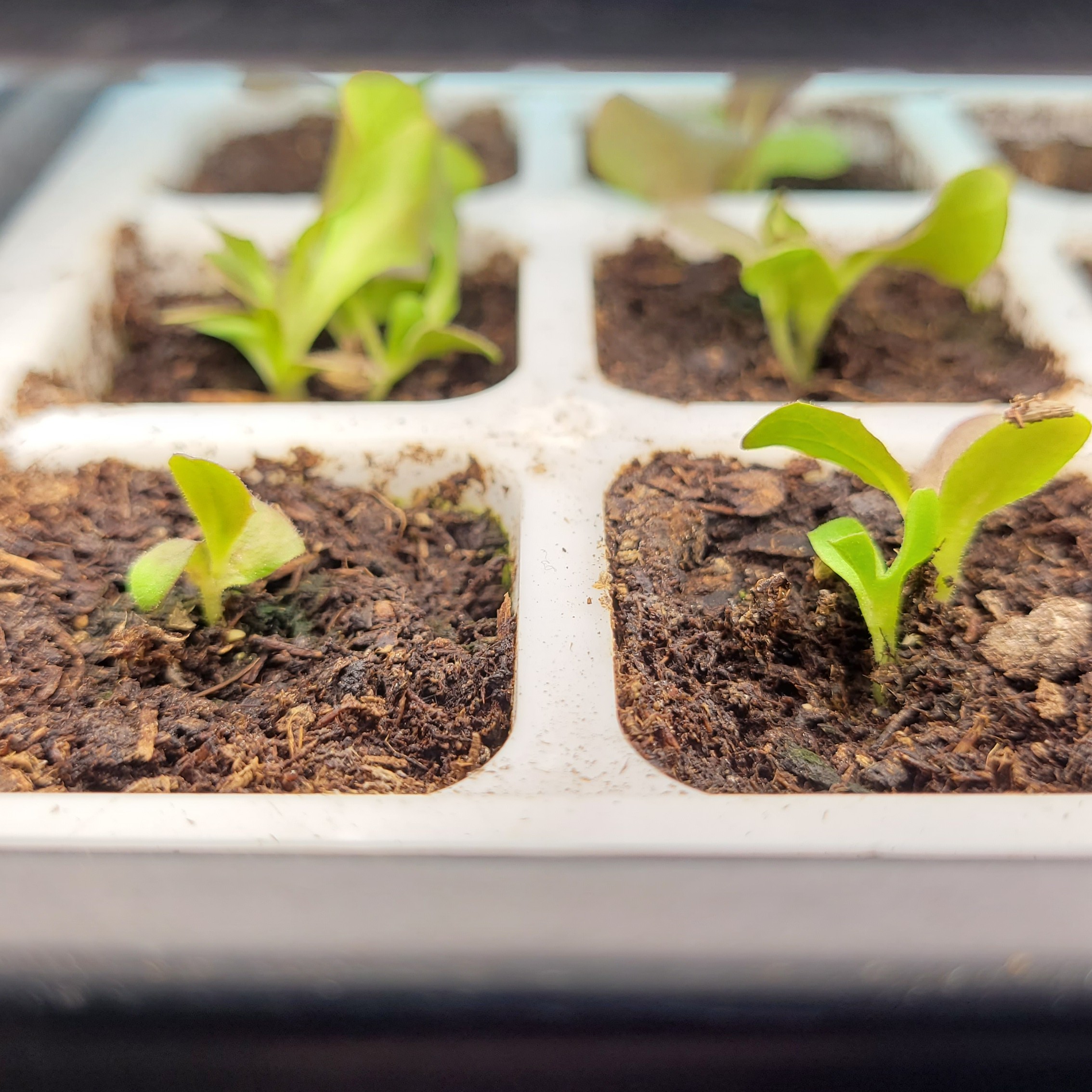 A photo of lettuce plants starting to grow in an indoor seed starting tray under a grow light